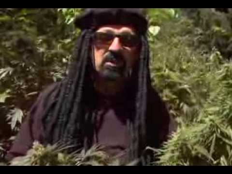download lagu mp3 mp4 The Cannabis Grow Bible Download, download lagu The Cannabis Grow Bible Download gratis, unduh video klip The Cannabis Grow Bible Download