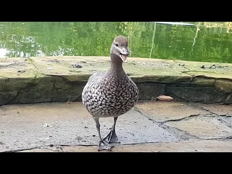 Casual Chaos and Cuteness #9 - New wood ducks!