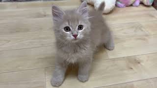 サイベリアンの動画01