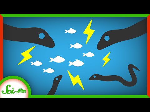 电鳗比您在包装中更大（Electric Eels Bigger Than You Zap in PACKS）