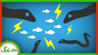Electric Eels Bigger Than You Zap in PACKS