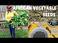 Where To Buy African Vegetable Seeds What I M Growing In 2021 In My African Backyard Garden