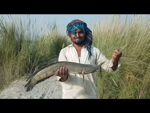 sole machli pakdne ka tarika /sole snakehead ka shikar in pakistan