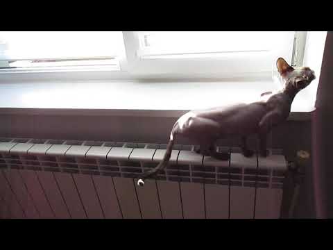Funniest Sphynx Cat 🐱 Best Funny Video Sphynx Cat
