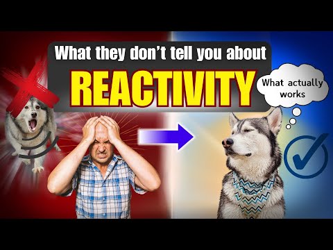 Dog Trainers Hate That I’m Exposing THIS Reactivity Truth