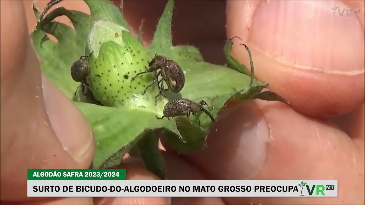 SURTO DE BICUDO-DO-ALGODOEIRO NO MATO GROSSO PREOCUPA