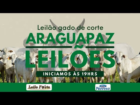05/03/2026 | Araguapaz Leilões - Leilão ao Vivo - Leilão de Gado