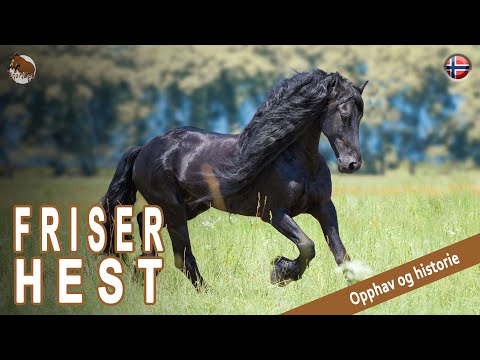 , title : 'FRISER HEST, etterkommeren av frisiske hester for 3000 år siden, OPPRINNELSE AV RASER'