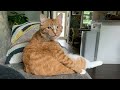 Orange Cat Behavior, Are They Really Weirdos😹