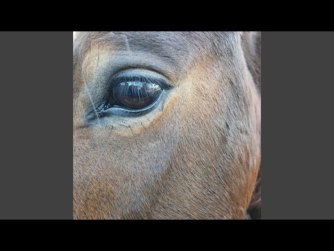 Cavalos Do Asfalto video