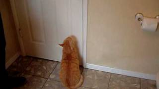 Pre-Cat Bath Freak Out