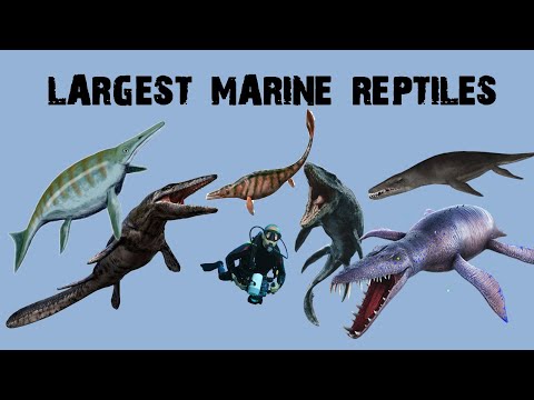 10 Largest Marine Reptiles Ever Recorded