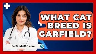 What Cat Breed Is Garfield? - PetGuide360.com