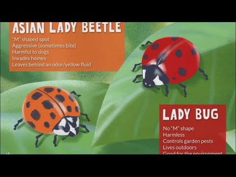 テントウムシとテントウムシの違いを知る