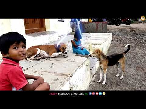 Feeding to Hungry Dogs by Varshitha Mukkani | Mukkani Brothers | #VarshithaMukkani | #SathvikMukkani