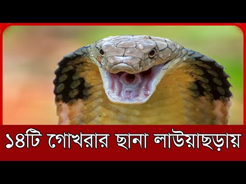 বিষধর গোখরা সাপের ১৪টি ছানা লাউয়াছড়ায়