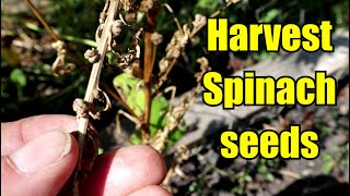 How to Save Spinach Seeds For Next Year.