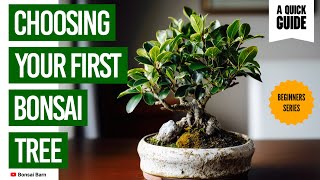 “Choosing Your First Bonsai Tree .” (Beginner Guide You’ll W