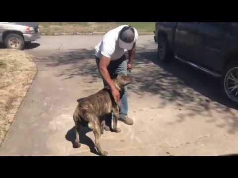 YouTube video about: Why do I have the urge to hit my dog?
