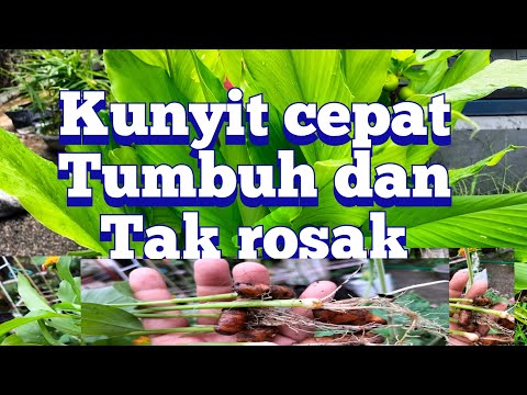 cara tanam kunyit yang Sangat mudah dan subur