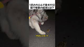1匹のカエルで愛犬が幻覚！？衝撃の結末とは？#ハスキー#おもしろ犬#犬のいる暮らし#ハプニング#爆笑動物