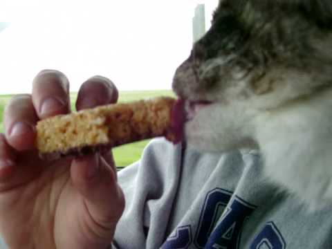 YouTube video about: Can cats eat rice krispie treats?