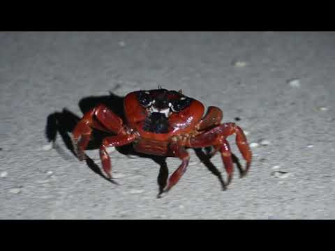 Red Crab Spawning, Flying Fish Cove Christmas Island 06122020 J33 RAW AAM 1894
