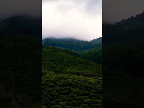 Travel To Tea Estate Munnar | Kerala | Tim Janis #aswboovlogs #youtubeshorts #travel #shorts