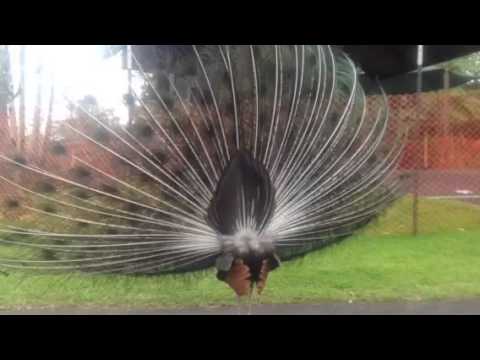 Naiya de and peacock