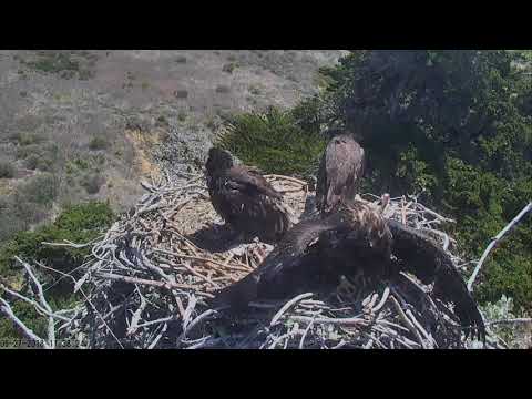 2018 05 27 SC A-40 Fish 11:47 am