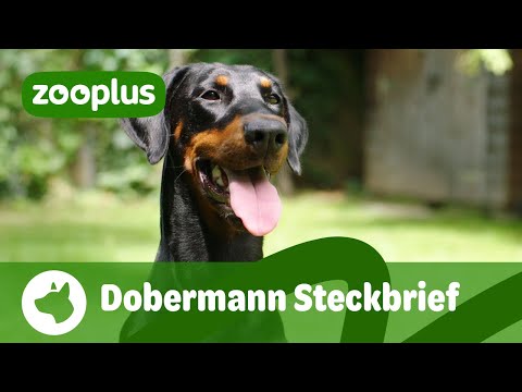 Dobermann Steckbrief: Charakter, Farben & Haltung