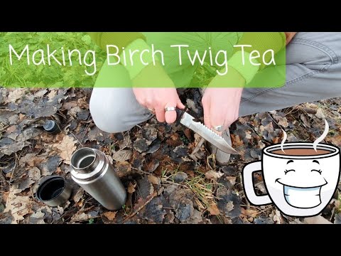 How to make birch twig tea