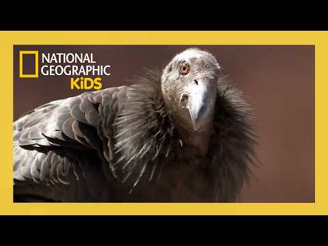 America the Wild | Grand Canyon Safari Full Episode | @natgeokids