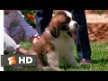 Beethoven 1992 Big Puppy Big Dog Scene 3 10 Movieclips