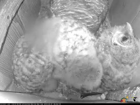 Owlet Swallows Fish Whole In Busy Nest Box – May 1, 2018