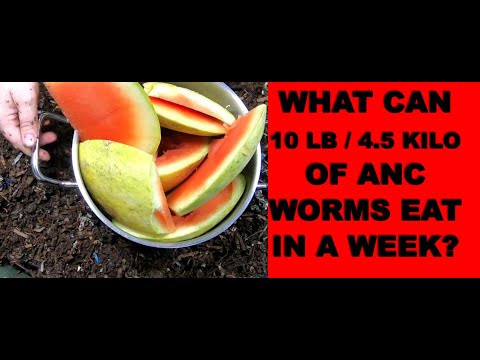 WORM FARM SEASONAL ISSUES W/ AFRICAN  NIGHT CRAWLERS