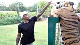 Huge Tiger Attacks BoW WoW!!