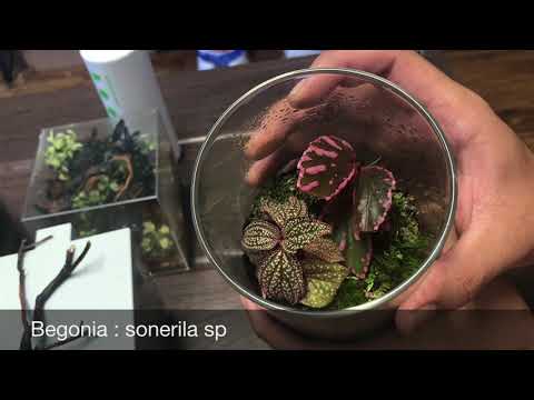 Day 1 plant project! Anubia pinto, Snow White, Anubia petite, begonias, and jeweled orchids!