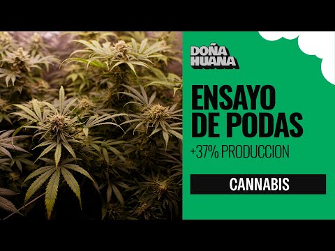 ENSAYO DE PODAS - 37% MÁS DE RENDIMIENTO - MAS PRODUCCION