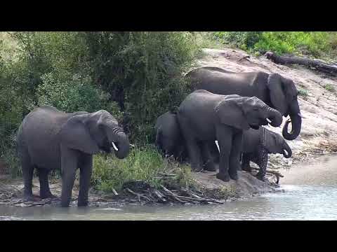 Djuma: More Elephants come to drink - 10:30 - 04/19/20