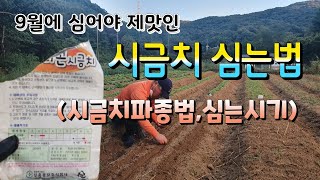 9월에 심는 작물 | 영양좋은 시금치심기 | 시금치심는방법 | 시금치씨앗