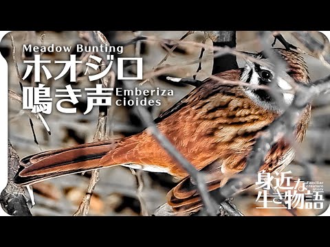 Strnádka hnedá (Emberiza cioides) — spev a hlas v prírode