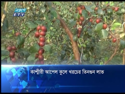 কাশ্মীরী আপেল কুলে খরচের তিনগুন লাভ