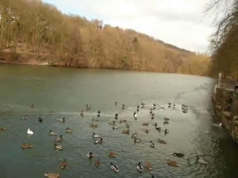 Am Hammerteich in Witten