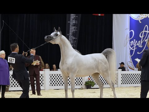 The story of AJS Emara Meia Lua with Valley Oak Arabians