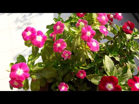 How to grow and care vinca/ periwinkle/ sadabahar/ care of v...