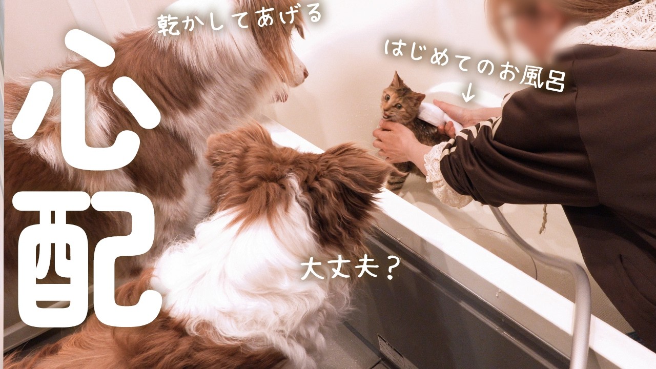 子猫がはじめてお風呂に入ったら心配でずっと見守ってる犬達が尊い🥺【ボーダーコリー・オーストラリアンシェパード】