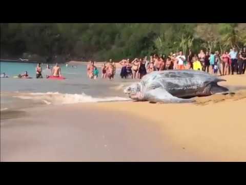 Largest Sea Largest Sea Turtle! Giant Leatherback Sea Turtle!