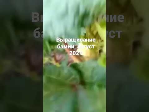 Выращивание бамии август 2021