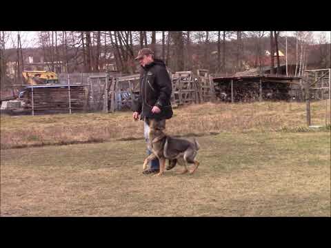 Lara z Jukasu - obedience - 3,5 years